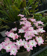 ����Ŀ������飺�������������ؾ���Ȼ�Ǽ�Ҷ��