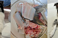 �������ӻ��к�һ�����ͺ��ʲ��ϳԵñ��˻���