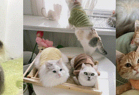 һʱ��������17ֻè��Ϊ����è��ë������װ��ס