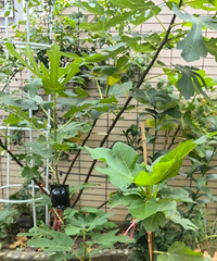 ��һ���޻�����ѹ��ͳɹ��ˣ�����������