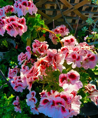 �����ǣ���ɹɹ��������ɹ��Ļ���