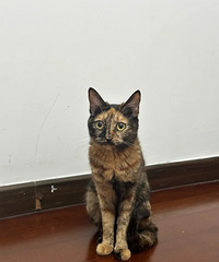 [�ȳ�]���è�ǲ��ÿ��𣿸о����ں��ٿ�������������ȥ�Ķ���