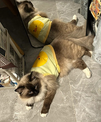 ��Ľ�ҵ�è�����ϰ࣬��������ȥ�򹤰�