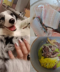 狗子怀孕后,一日三餐吃得比人还好