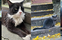 ������Թ�ɽèè����è����ֵ�ߣ�����Ͷιè��