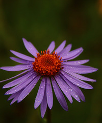 90갮Լݺ¶Ӫĸ飬ϣԷ87~95