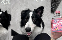 ������ʵ�óԹ���������ͼ�������ϵ��̲��