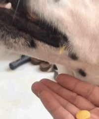 [֧��]���Ӳ�˻�Ӧ�����Ĵ߻飿ħ�����ħ���������ȷ�����