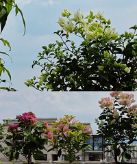 ԰�յľ�ͷ��Ȼ������÷���ͺ��ֺÿ�