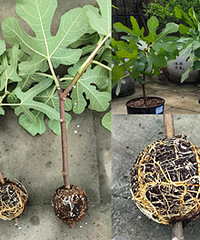 成功高压了2棵无花果苗,分享哈经验