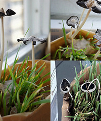 MUJI���è�ݣ���Ȼ������Ģ��