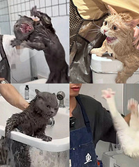 被猫咪洗澡 的湿身照笑死了,这张图我可以笑一辈子