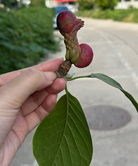 ��˭֪������ʲô���Ĺ��Ӱ�����һֻ����