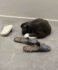 [�Ƽ�]ͼƲ������2˫������Ь��èˣ��è��ϲ������èץ�����