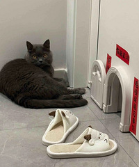 ˭��������èץ�尡��2˫������Ь�Ӹ�è��è����