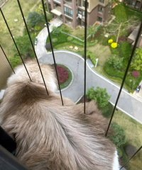 养猫物业不让封窗咋办