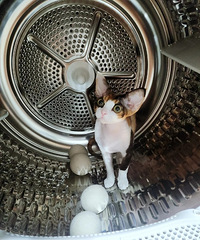 [Ц��]ϴ���·�һ��Ҫ��ϴ�»��ţ���Ȼ�᳤è�����µ�