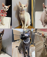 ���ָ���������������������ϲ���ú�