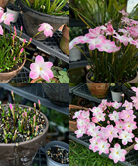 ����������������ؾ����Ǽ�Ҷ��