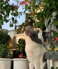 [����]������è���������˻��ǲ����ˣ���֪���Լ�����������