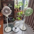 夏天坚持不开空调,牛