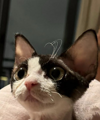 ���ĺó�è����Թ�ͷ�ˣ���ee���Ƽ����óԵ�