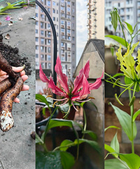 �����ٺ�������ܳ���2����6��ֵ̫��