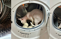 ϴ���·�һ��Ҫ��ϴ�»��ţ���Ȼ�᳤è�����µ�