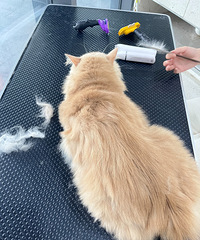 [�ȳ�]�󻷾�����3��èͬ�±��������ˣ��ؼҺ�ɶ������ֻ����