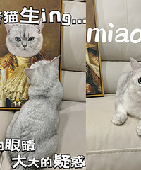 ���Ѹ�è����һ��������˧�ֿ��ϲ��