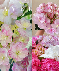 �ܹ����ϵ���򻨣���Ȼ����ͨ�Ĳ�һ��