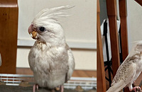 �յ���2ֻС������ָ����˸�վ�ܣ�С�������