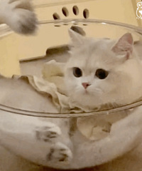 ������ֵ�������������10Ƭ39����������ͯ�󴽸�2֧29