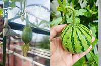 ���ѽ����ֵ����ϳ������߰�Ť�ģ���ͷ���󵫺���