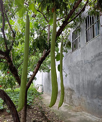 ���������ʲô�ϣ���˿�������Ȼ��ǿ�ϳ��˹�