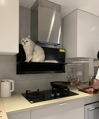 家里养猫的看过来,这种油烟机真不能买