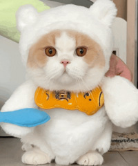 ������ֵ����С��Ь�ӳ�������9��è����Ͳ��5˫11