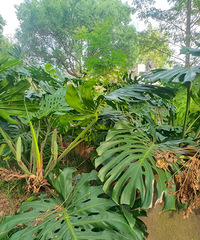 [����]������һ�γԹ걳��Ĺ��ӣ��ڸ���Ŵ���㽶һ����������