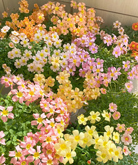 �ÿ��ױ���ob�����ݣ�16.8Ԫ����60������