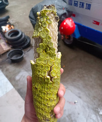 �ڹ�԰��Ĺ걳����ӣ����������㽶һ����Ŵ