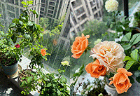 ���º�����������أ�ֻʣ��ľ����ͦ˿������Ӱ��