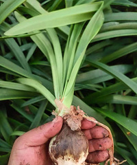 ��©�ţ��������춥��5cm����29.8Ԫ2��