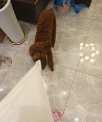 �������˺��ʴ�ͣ���ȴ����