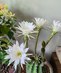 �������������ֿ�����һ�ο���8��պ�����Ƭ��