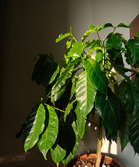 ��һ�����������Ͷ��ĳɹ���������ĥ����ָ�տɴ�