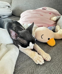 è˯��ϲ�����ȣ����ǵ�èҲ������