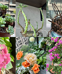 ���º�����������أ�ֻʣ��ľ����ͦ