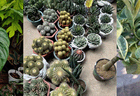 �������ʺϹ仨�У�38����������÷ ���������