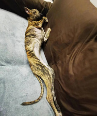 [ը��]�Ϲ��������٤����Ƭ͵͵�����˸�������ʵ���ò�����