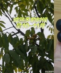路边发现宝藏果子,可药用、可做天然清洁剂!